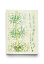 CARNETS NOTES ET LECTURES - DELTAS