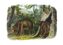 CARTE POSTALE LIVRES D'IMAGES