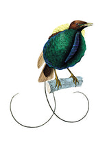 CARTE POSTALE LIVRES D'IMAGES