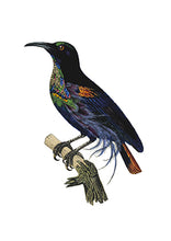 CARTE POSTALE LIVRES D'IMAGES