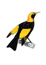 CARTE POSTALE LIVRES D'IMAGES