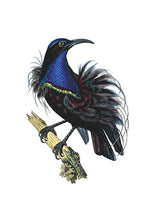CARTE POSTALE LIVRES D'IMAGES